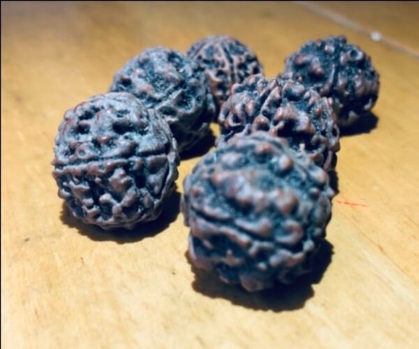 Rudraksha 9 FACE single bead